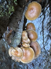 Kuehneromyces lignicola