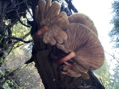 Kuehneromyces lignicola