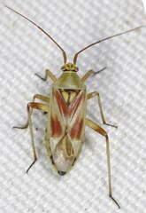 Calocoris roseomaculatus