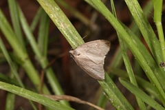 Pachycnemia hippocastanaria