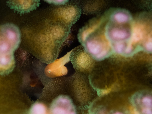 Blackfin coral goby (Paragobiodon lacunicolus) — Gobiidae — 4