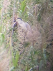 Nycticorax nycticorax nycticorax