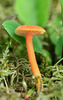 Honey Waxcap - Photo (c) Filip Fuljer, some rights reserved (CC BY-NC), uploaded by Filip Fuljer