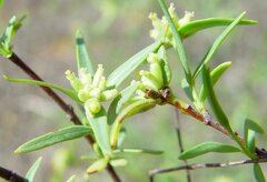 Pimelea microcephala microcephala