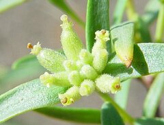 Pimelea microcephala microcephala