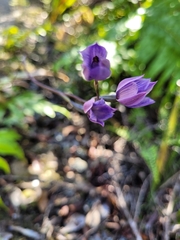 Thelymitra pulchella