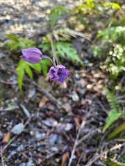 Thelymitra pulchella