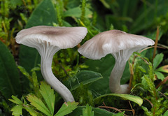 Cuphophyllus roseascens