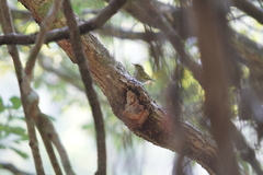 Phylloscopus goodsoni