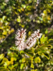Pterophylla