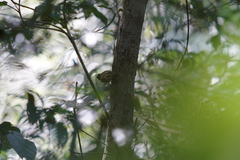 Phylloscopus goodsoni
