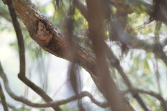 Phylloscopus goodsoni