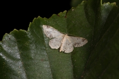 Idaea trigeminata