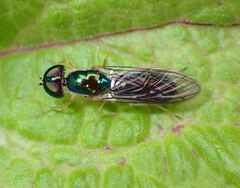 Sarginae