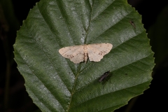 Idaea trigeminata