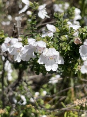 Prostanthera cuneata