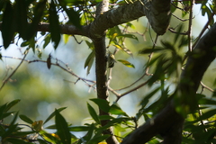 Phylloscopus goodsoni