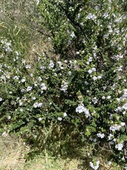 Prostanthera cuneata