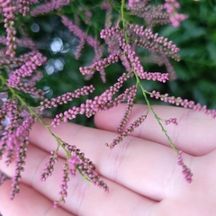 Tamarix chinensis