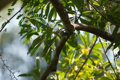 Phylloscopus goodsoni