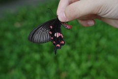 Pachliopta aristolochiae