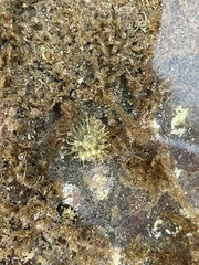 Anthopleura dixoniana
