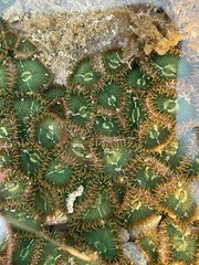 Palythoa mutuki