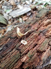 Paragymnopus foliiphilus