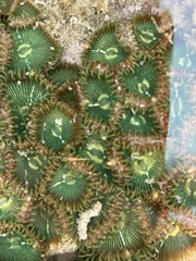 Palythoa mutuki