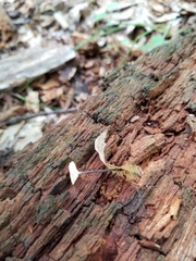 Paragymnopus foliiphilus