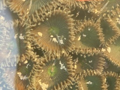 Palythoa