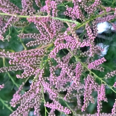 Tamarix chinensis