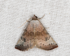 Mataeomera mesotaenia