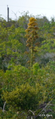Agave caymanensis