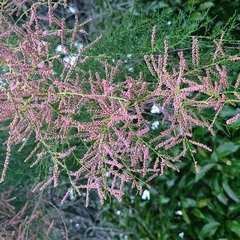 Tamarix chinensis