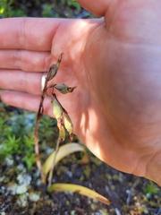 Thelymitra longifolia