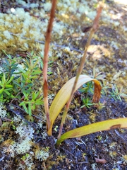 Thelymitra longifolia