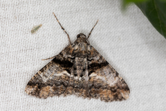 Gastrinodes argoplaca