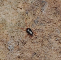 Penthaleus major
