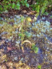 Thelymitra longifolia