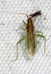Stenodema holsata