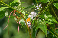 Pseudotajuria donatana