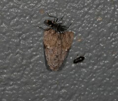 Barasa cymatistis