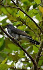 Cacomantis passerinus