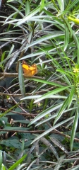Cupha prosope