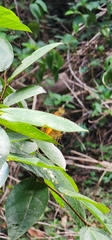 Cupha prosope