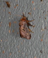 Doratifera quadriguttata