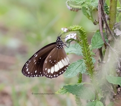 Euploea eichhorni