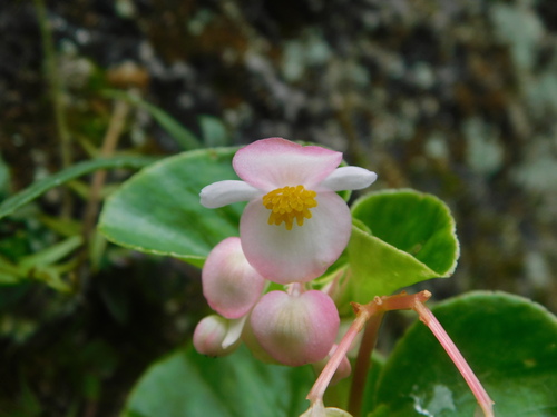 Begonia cucullata iNat (2)