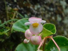Begonia cucullata